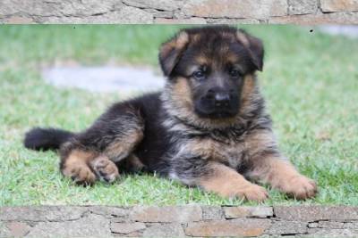 racas.org - Site de raças de cachorros e animais de companhia.