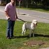 Co golden retriever perdido em alenquer