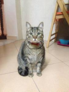 Gata Moon Perdida na Serra de Sintra