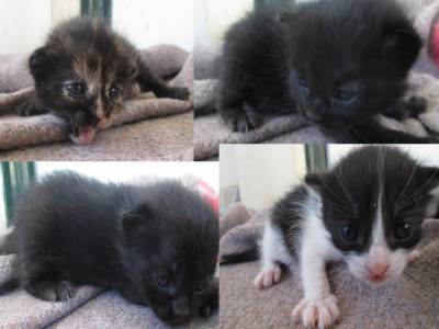 Quatro Gatinhos bebés