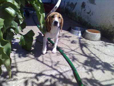 beagle macho para cruzar