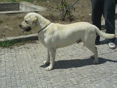 LABRADOR DISPONVEL PARA MONTAS