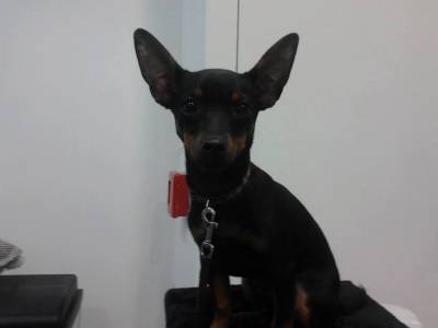 pinscher macho para cruzas