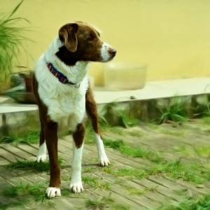 Croft para adopo
