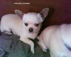 Troco chihuahua Femea por Buldogue frances