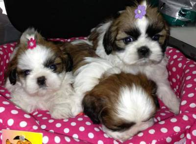 VENDE SHIH TZU MINIATURAS