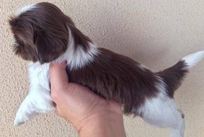 VENDE SHIH TZU MINIATURAS