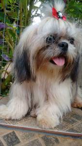 VENDE SHIH TZU MINIATURAS