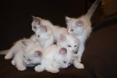 Gatos de Raa Ragdoll