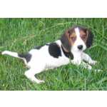 Cachorrinhos Beagle Tricolor
