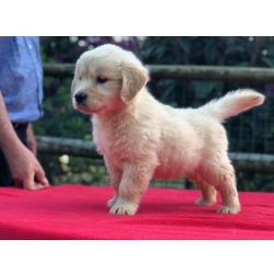 GOLDEN RETRIEVER 