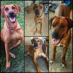 Rhodesian Ridgeback