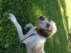 Cachorro 4 meses mezcla braco - breton busca casa