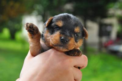 Yorkshire Terrier miniatura raça pura LOP