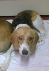 Procura-se cadela Beagle na Bajouca Leiria