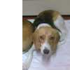 Procura-se cadela Beagle na Bajouca Leiria