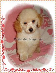 ^^^^CANICHES TOY Y MINI TOY, GRISES, BLANCOS, NEGROS Y APRICOT^^^^