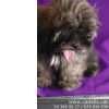Lhasa Apso, cachorritos preciosos en Barcelona, Cadells, camadas