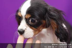 Cavalier King, camada tienda mascotas Barcelona, garanta veterinaria