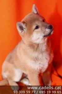 Shiba Inu, encantadores cachorros en Cadells, criadero de perros en Barcelona