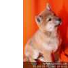 Shiba Inu, encantadores cachorros en Cadells, criadero de perros en Barcelona