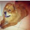 PROCURO CHOW CHOW MACHO PARA ACASALAR COM FEMEA