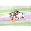 JACK RUSSEL