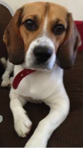 O meu beagle procura namorada