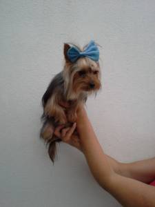 yorkshire terrier para acasalar
