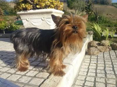 Yorkshire Terrier Adulta