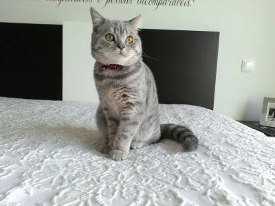 Procuro gata british shorthair para cruzar