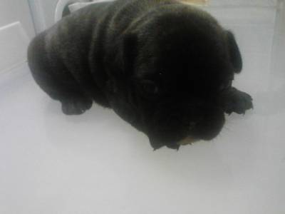 vendo bulldog frances