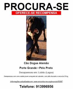Cão desaparecido na Zona do Lobito Lagoa Silves