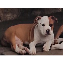 AMERICAN STAFFORDSHIRE TERRIER