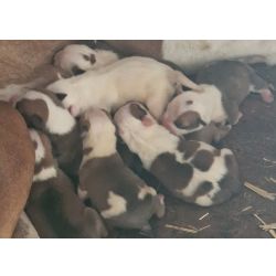 AMERICAN STAFFORDSHIRE TERRIER