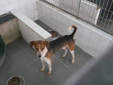 tIPO BEAGLE MARGEM SUL