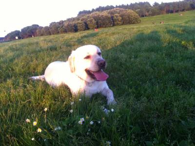 Labrador Bege com LOP