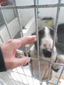 bull terrier meiga setubal