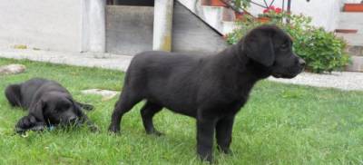 labradores pretos 