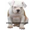 Bulldog Americano Qualidade De Topo Mundial -
