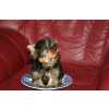 Miniaturas Yorkshire Terrier Babyface