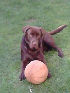 Labrador castanho chocolate para acasalar