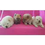 CHOW CHOW LINDISSIMOS