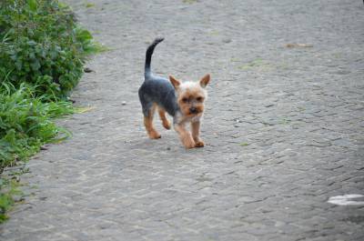 Yorkshire Terrier Mini disponível para cruzas
