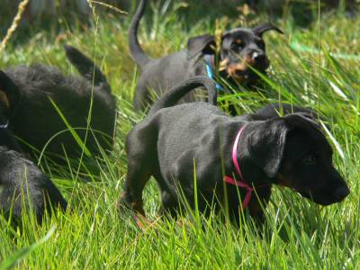 Cachorros Dobermann com Afixo