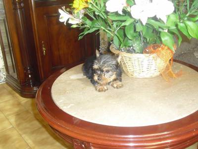 YORKSHIRES TERRIER MACHOS MINI COM LOP