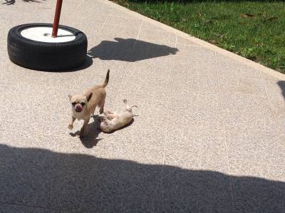 Chihuahua de pelo curto - Preo negocivel 