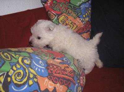 Westis hgland  white terrier