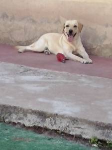 LABRADOR FMEA PROCURA NAMORADO URGENTE