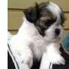 Vendo beb macho Shih Tzu